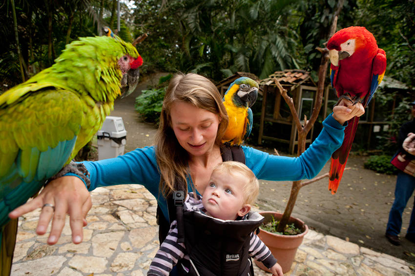 Macaw | Honduras Traveling