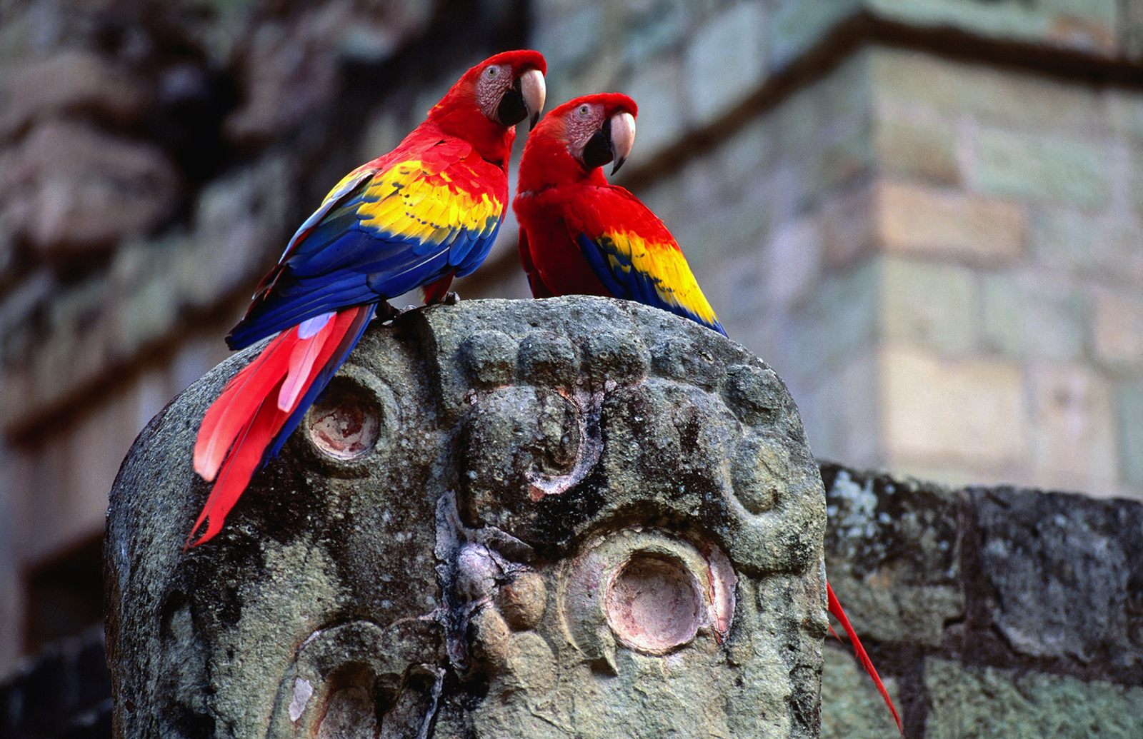 Macaw birds | Honduras Traveling